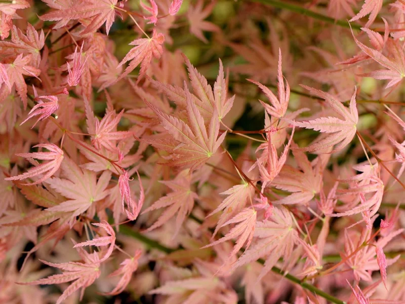 Acer Palmatum Phoenix (Japanse Esdoorn)-1