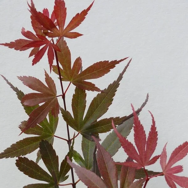 Acer Palmatum Phoenix (Japanse Esdoorn)-2