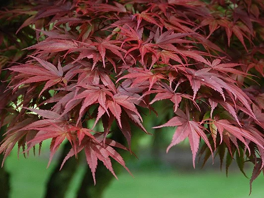 Acer Palmatum Pixie (Japanse Esdoorn)