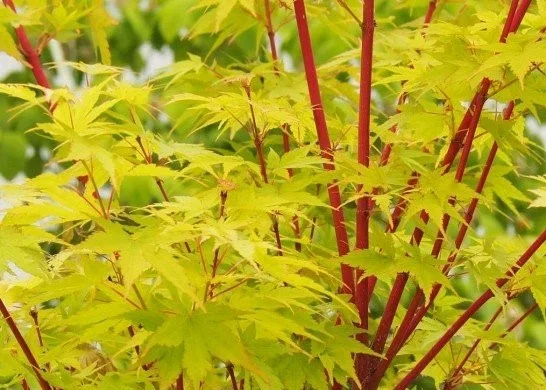 Acer Palmatum Sangokaku (Japanse Esdoorn)
