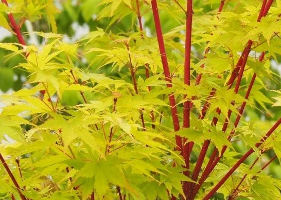 Acer Palmatum Sangokaku (Japanse Esdoorn)