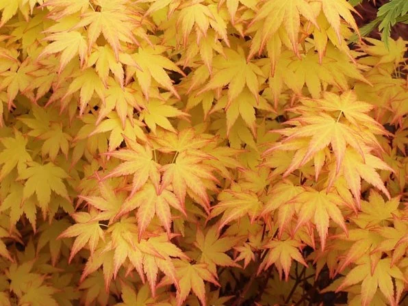 Acer Palmatum Summer Gold (Japanse Esdoorn)