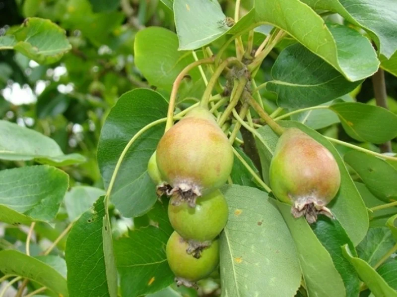 Leipeer Pyrus Communis Noordhollandse Suikerpeer (Zelfbestuivende Perenboom)