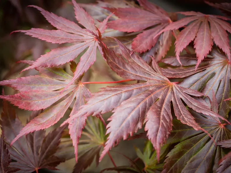 Acer Palmatum Trompenburg (Japanse Esdoorn)-1