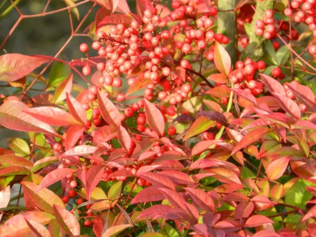 Nandina domestica (Schijnbamboe/Hemels bamboe)