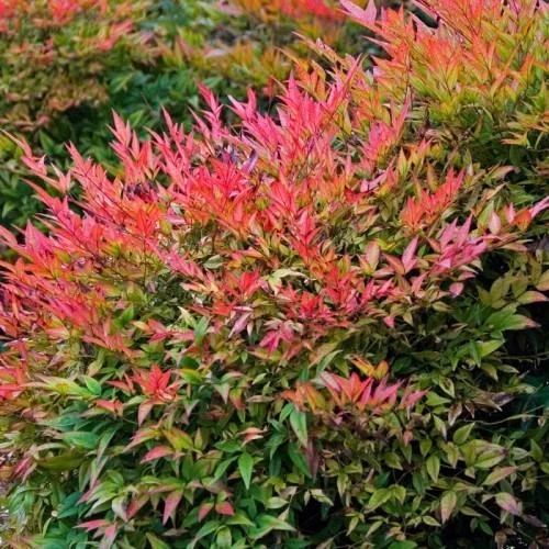 Nandina domestica (Schijnbamboe/Hemels bamboe)
