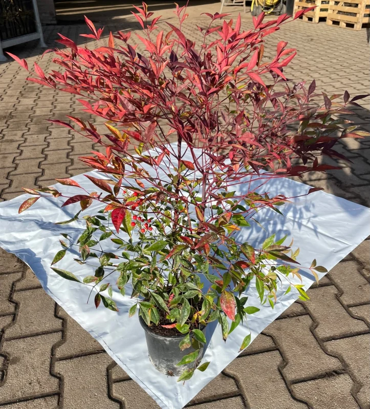 Nandina domestica (Schijnbamboe/Hemels bamboe)-3