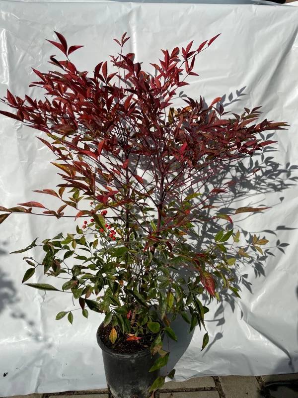 Nandina domestica (Schijnbamboe/Hemels bamboe)-4
