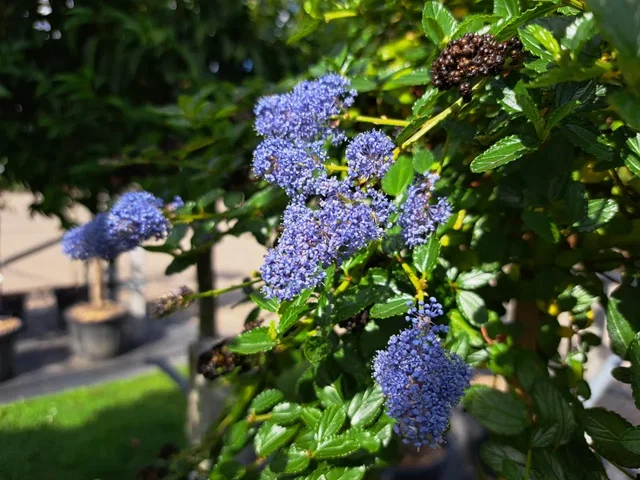 Ceanothus Burkwoodii (Amerikaanse Sering) Ceanothus Burkwoodii (Amerikaanse Sering)