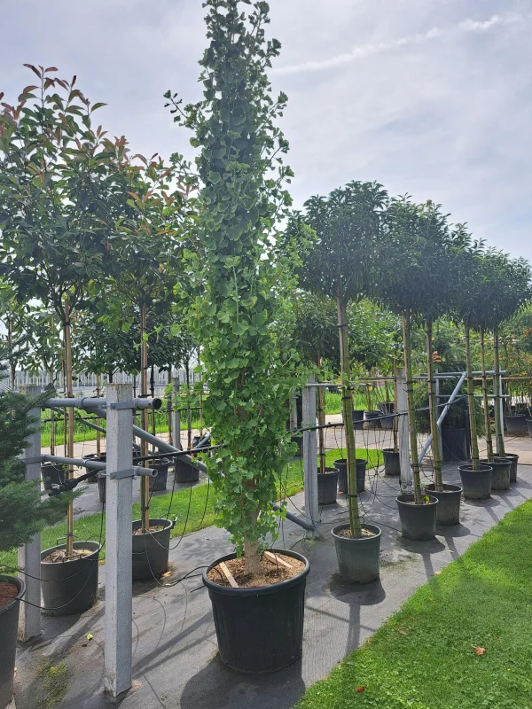 Ginkgo Biloba f. Blagon (Zuil Japanse Notenboom)
