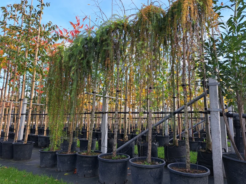 Larix Kaempferi Stiff Weeper (Japanse Larix)