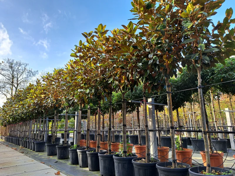 Magnolia Grandiflora Little Gem (Groenblijvende Tulpenboom / Beverboom)-1