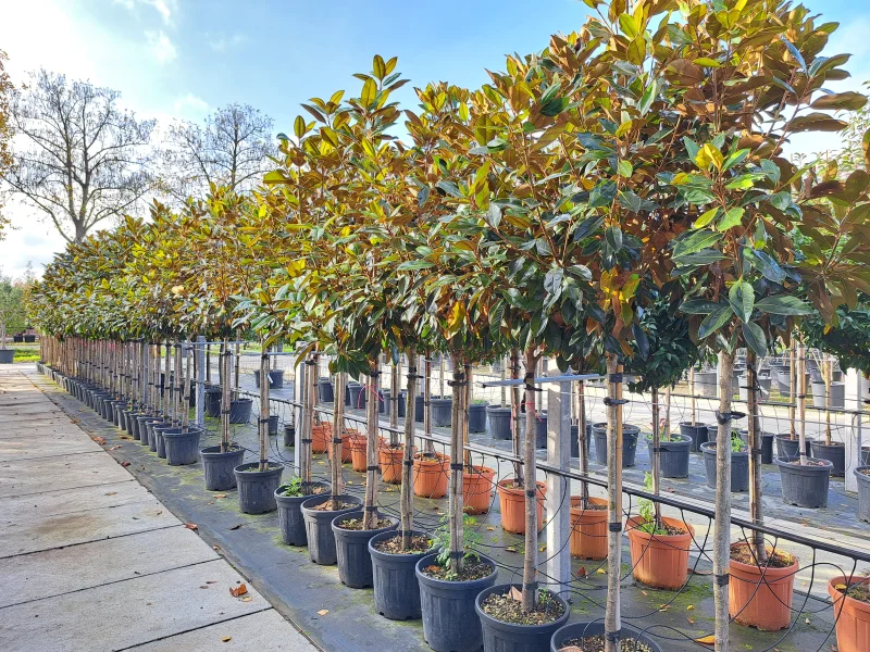 Magnolia Grandiflora Little Gem (Groenblijvende Tulpenboom / Beverboom)-2