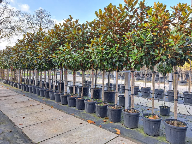 Magnolia Grandiflora Little Gem (Groenblijvende Tulpenboom / Beverboom)-3