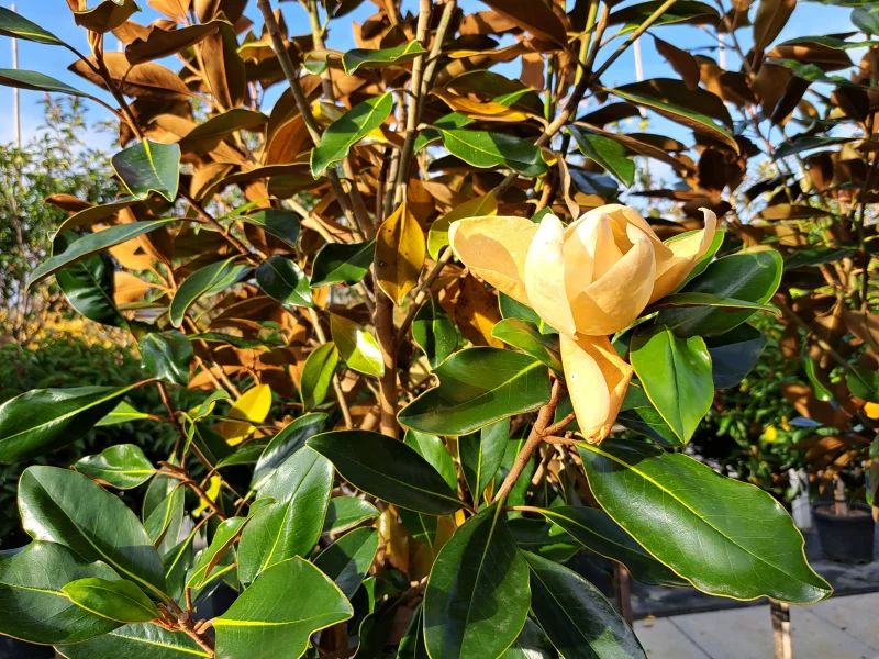 Magnolia Grandiflora Little Gem (Groenblijvende Tulpenboom / Beverboom)-4