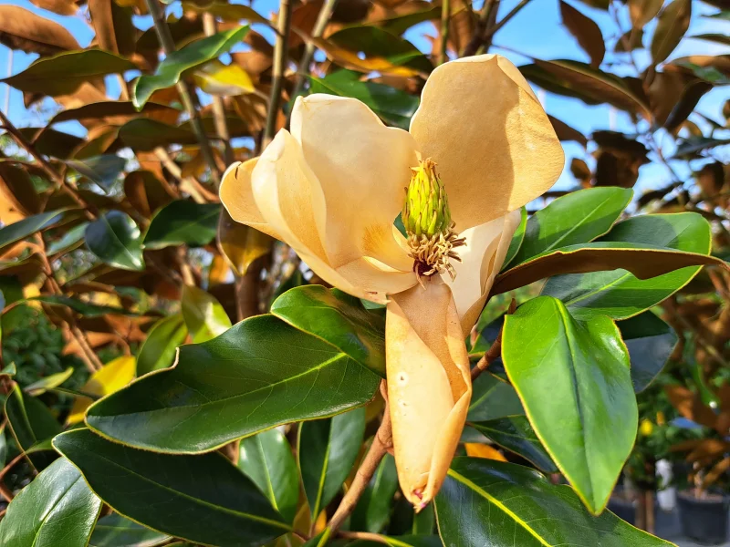 Magnolia Grandiflora Little Gem (Groenblijvende Tulpenboom / Beverboom)-5