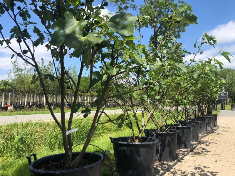 Ficus Carica Meerstammig (Vijgenboom)