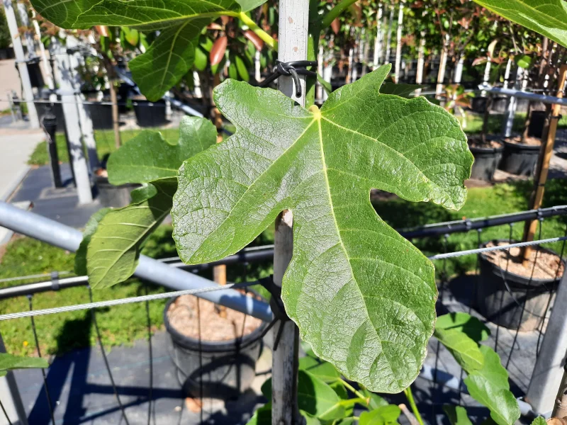 Ficus Carica Meerstammig (Vijgenboom)