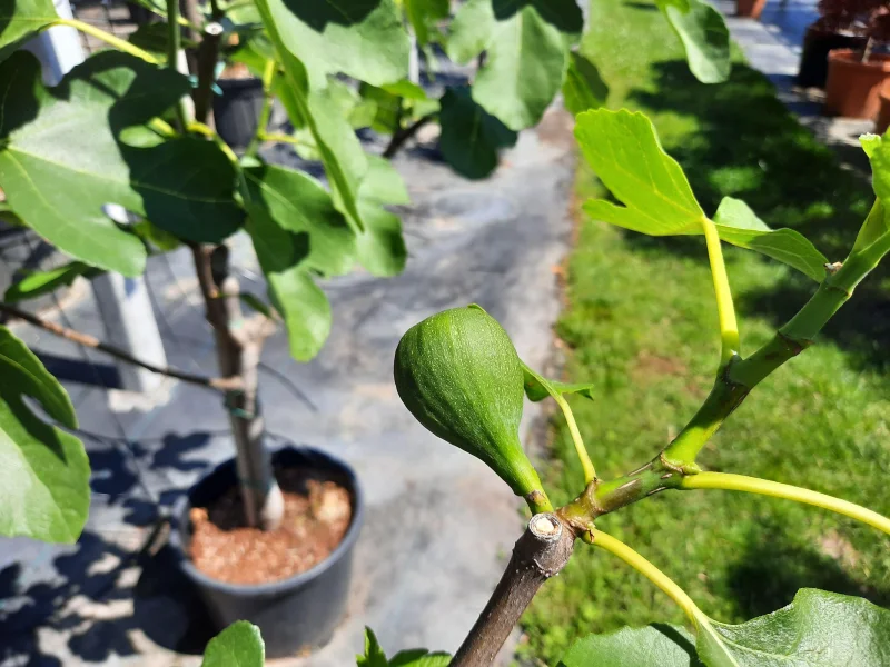 Ficus Carica Meerstammig (Vijgenboom)-3