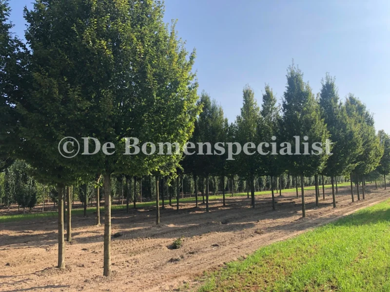 Acer Campestre (Veldesdoorn) GROTE BOOM