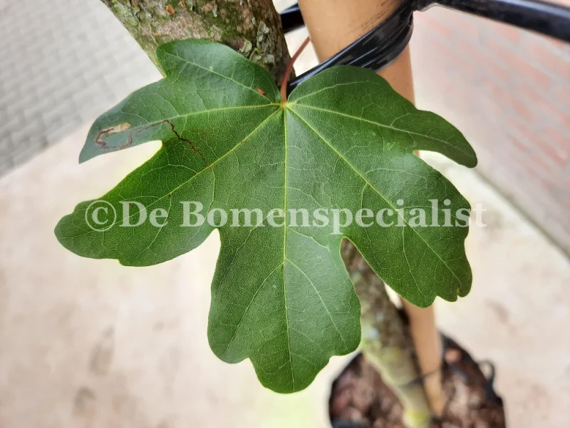Acer Campestre (Veldesdoorn) GROTE BOOM