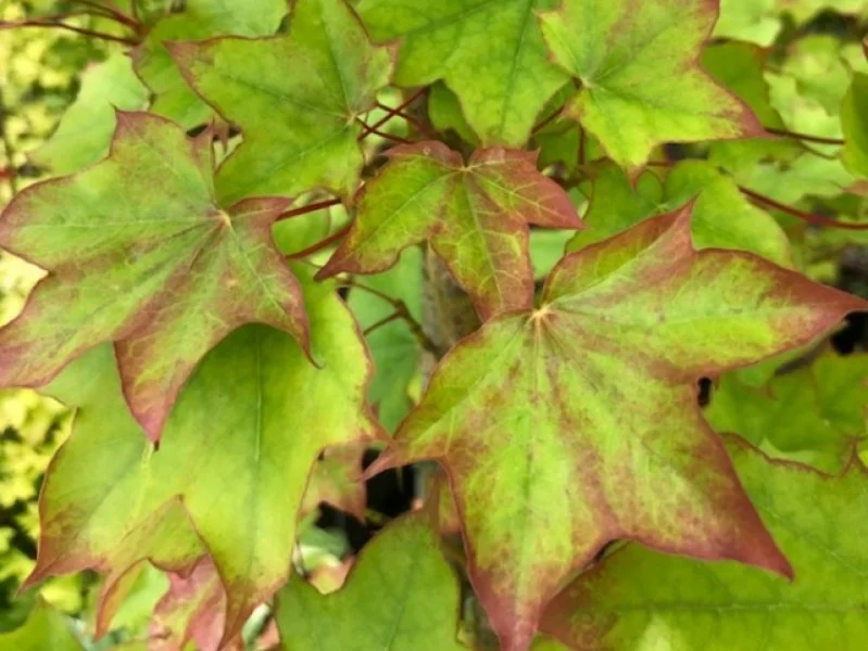 Acer Cappadocicum Rubrum (Kolchische Esdoorn) GROTE BOOM-2