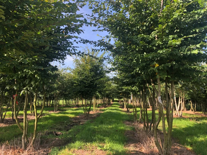 Acer Buergerianum meerstammig (Drietandesdoorn) GROTE BOOM