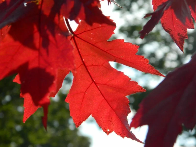 Acer Freemanii Autumn Blaze (Esdoorn) GROTE BOOM