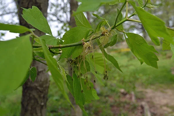 Acer Negundo (Vederesdoorn) GROTE BOOM