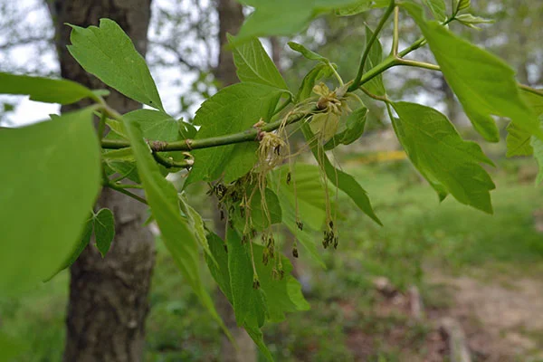 Acer Negundo (Vederesdoorn) GROTE BOOM