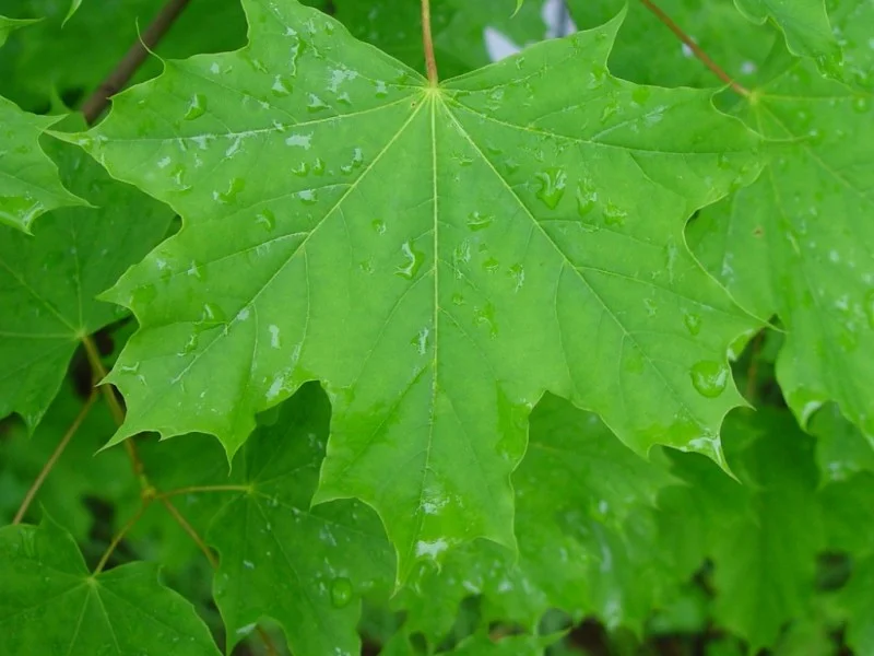 Acer Platanoides (Noorse Esdoorn) GROTE BOOM