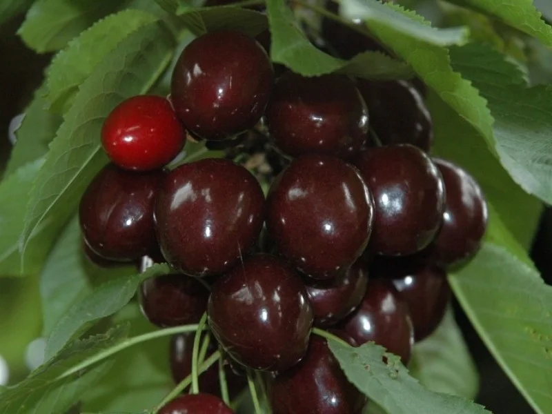 Prunus Avium Lapins (Zelfbestuivende Kersenboom Leivorm)-1