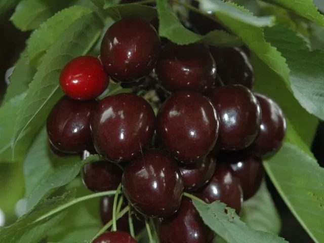 Prunus Avium Lapins Spalierbaum (Knorpelkirsche)