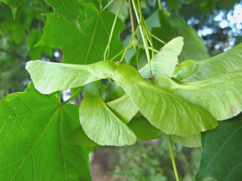 Acer Platanoides (Noorse Esdoorn) GROTE BOOM-3