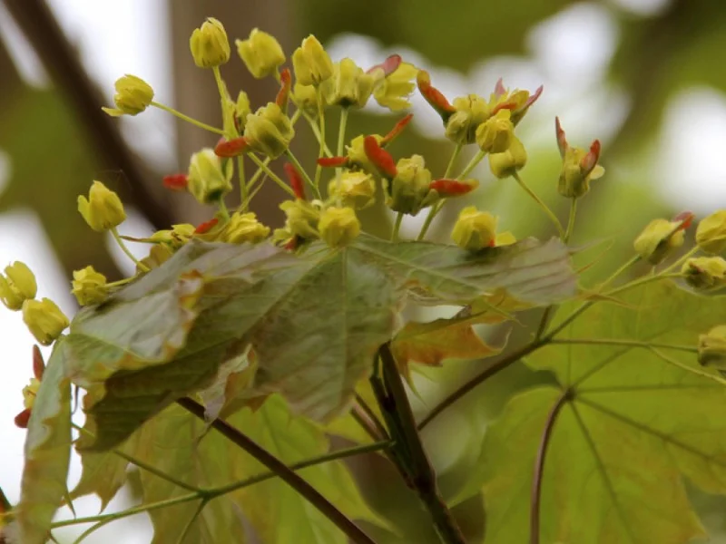 Acer Platanoides Emerald Queen (Noorse Esdoorn) GROTE BOOM-2