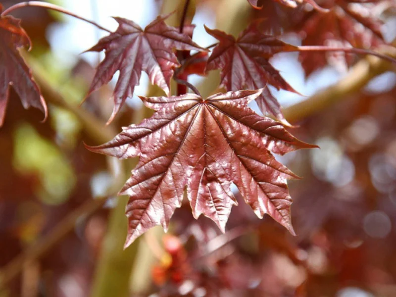 Acer platanoides Crimson Sentry (Smalle Esdoorn) GROTE BOOM