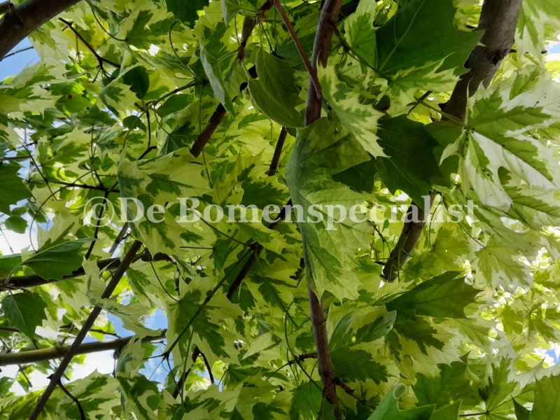 Acer Platanoides Drummondii (Noorse Esdoorn) GROTE BOOM-2