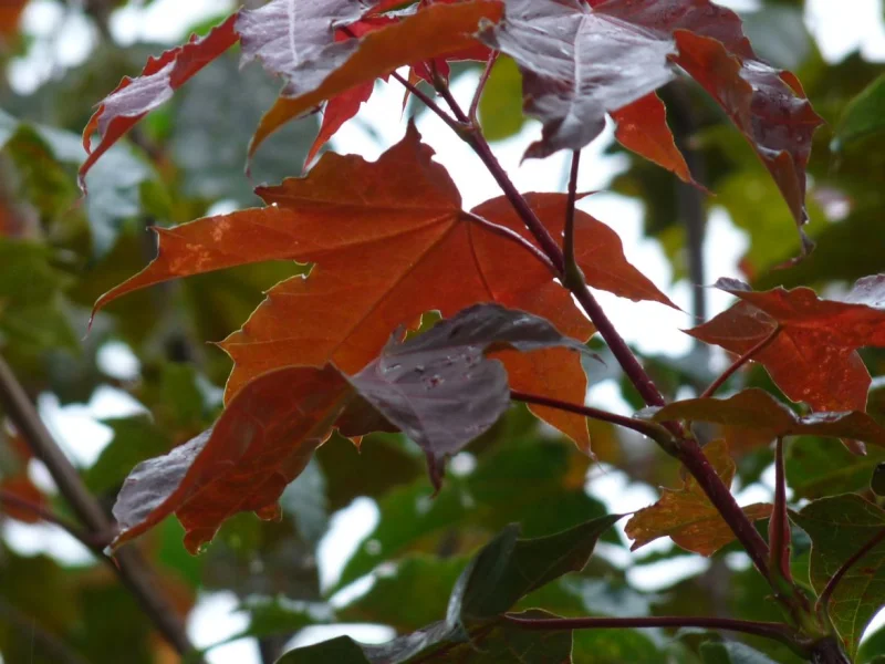 Acer Platanoides Fairview (Noorse Esdoorn) GROTE BOOM-2