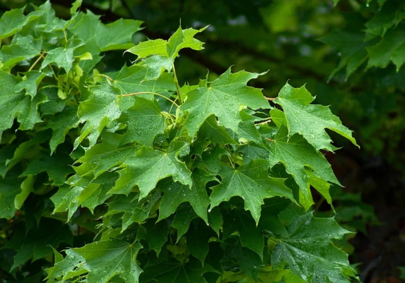 Acer Platanoides Globosum (Bolesdoorn) GROTE BOOM