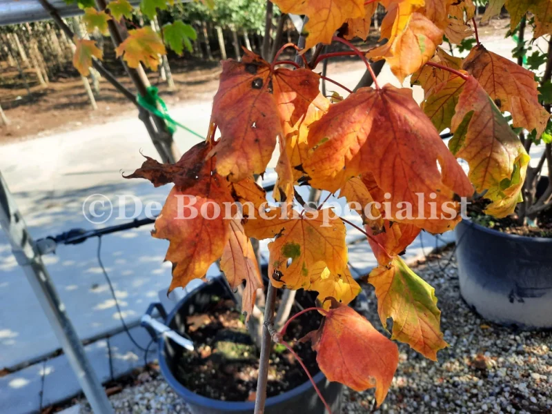 Acer Platanoides Princeton Gold (Noorse Esdoorn) GROTE BOOM-2