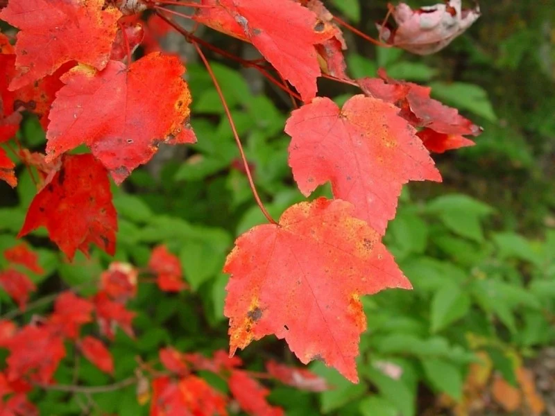 Acer Rubrum (Rode Esdoorn) GROTE BOOM-2