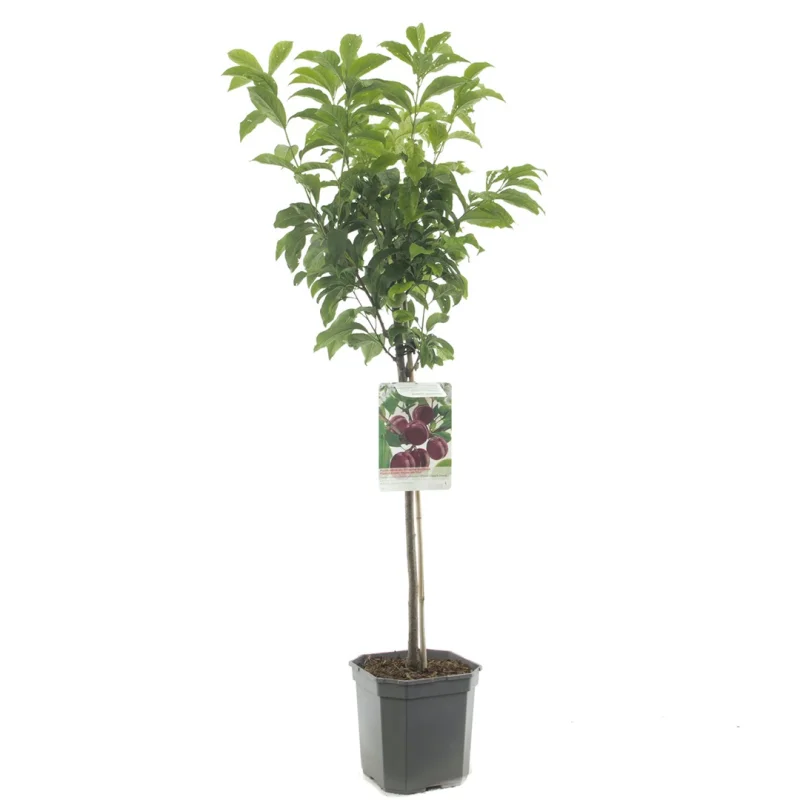 Prunus Pluot Dapple Dandy Laagstam (Pruim en Abrikoos kruising)-1