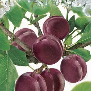 Prunus Pluot Dapple Dandy Laagstam (Pruim en Abrikoos kruising)-2
