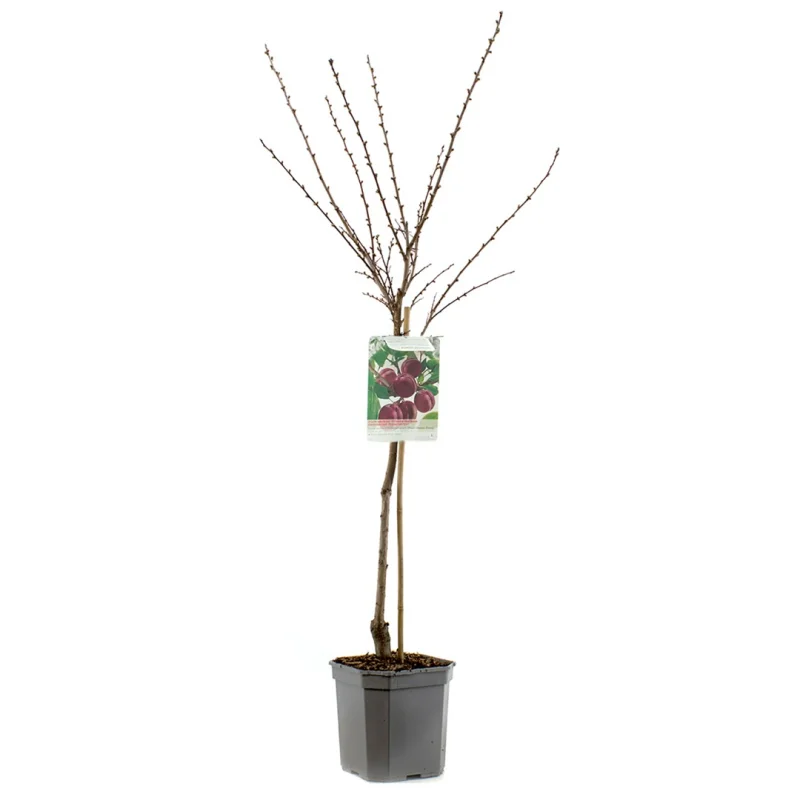Prunus Pluot Dapple Dandy Laagstam (Pruim en Abrikoos kruising)-3