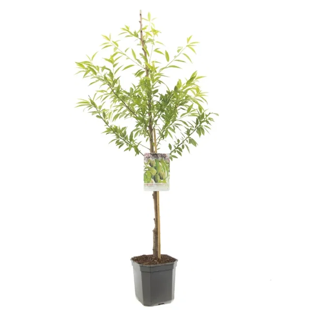 Prunus dulcis Robijn Laagstam(Amandel)
