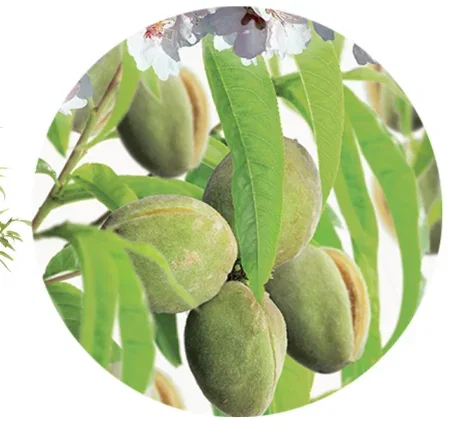 Prunus dulcis Robijn Laagstam(Amandel)