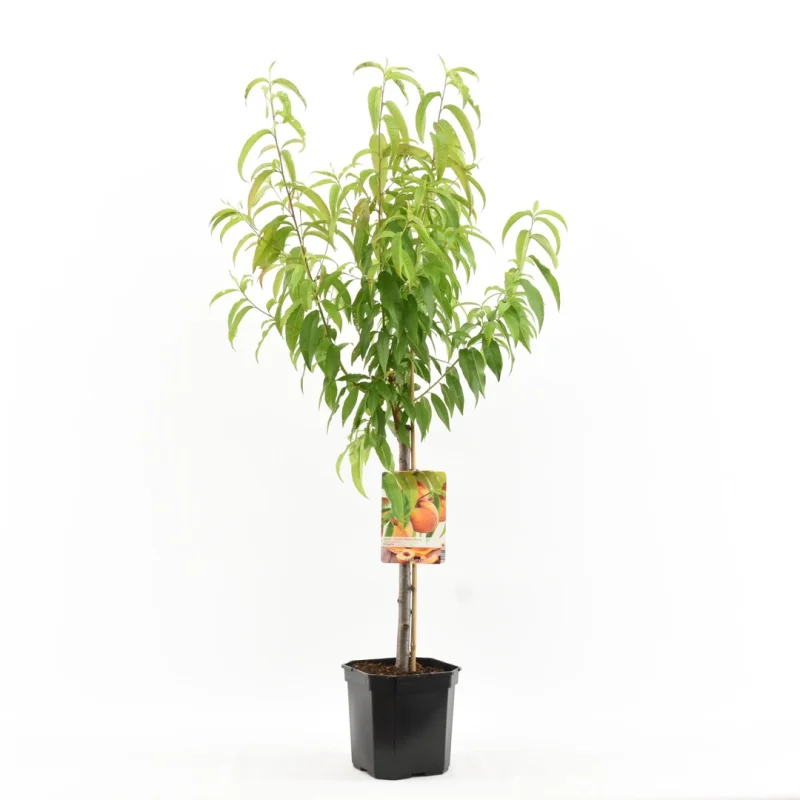 Prunus persica Peregrine Laagstam (Perzik)-1
