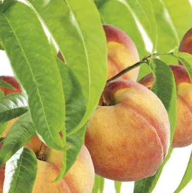 Prunus persica Peregrine Laagstam (Perzik)-2