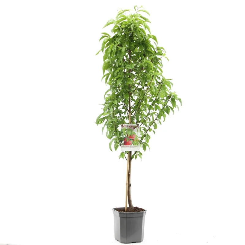Prunus persica nucipersica Flateryna Laagstam (Platte Nectarine)-1