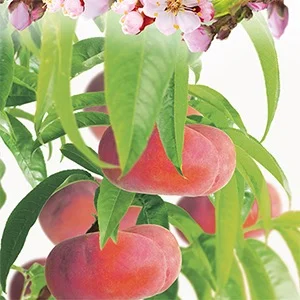 Prunus persica nucipersica Flateryna Laagstam (Platte Nectarine)-2